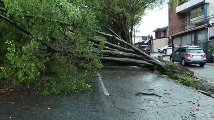 tn7-lluvias-y-fuertes-vientos-causan-daños-en-san-jose-181024