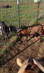 Goat Makes Silly Noises When He Sees Female Goat
