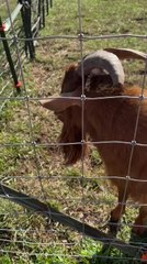 Goat Licks His Nose While Making Funny Noises
