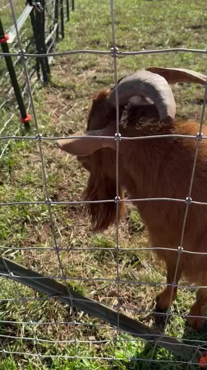 Goat Licks His Nose While Making Funny Noises