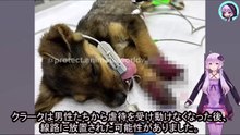 列車にひかれるように線路に置かれ、前足を失った子犬Puppy loses front leg after being placed on tracks to be hit by train