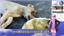 人間は子犬を傷つけたまま逃げるように立ち去っていきましたThe human ran away, leaving the puppy injured.