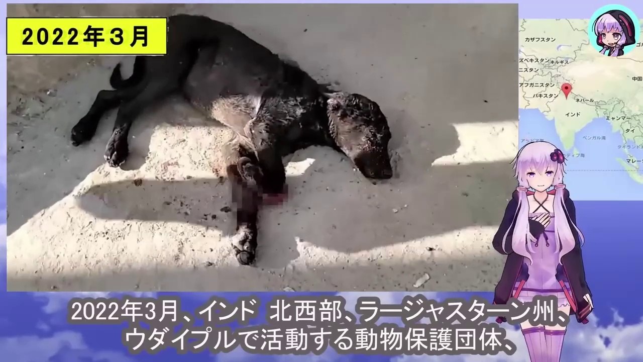 潰された前足は二度と子犬の体を支え地面に立つことはありませんでしたThe crushed front leg never again supported the puppy's body and allowed it to stand on the ground.