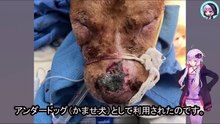 闘犬リングに無慈悲に投げ込まれた哀れな犬、目を背けられない悲劇の現場Poor dog mercilessly thrown into dog fighting ring: a tragic scene we cannot look away from