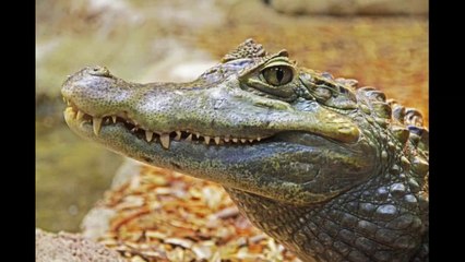 ما هي أنواع الحيوانات الرائعة في العالم؟