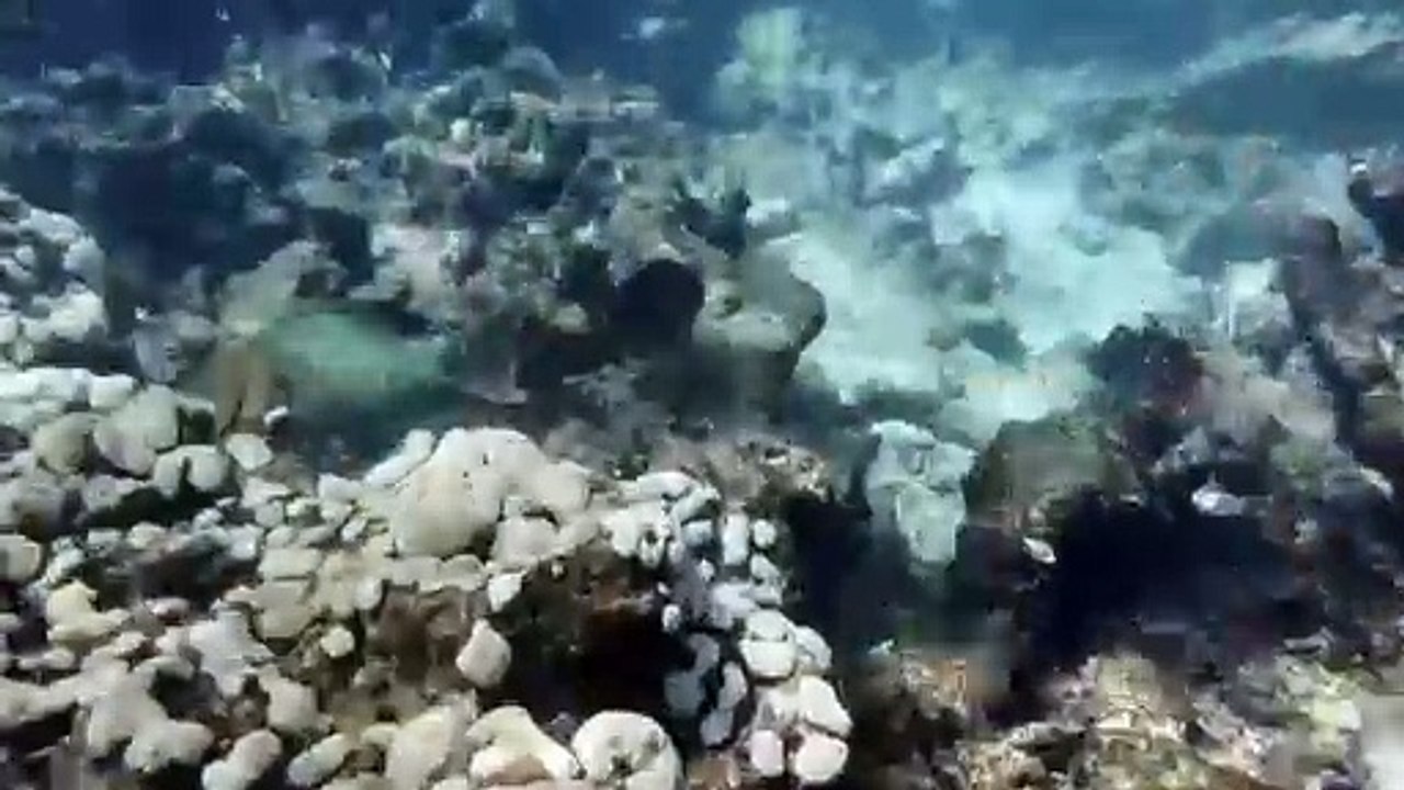 Episódio atual de branqueamento de corais é o maior já registrado