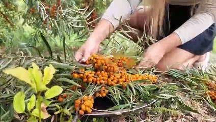 Harvesting and Preserve Sea Buckthorn for Winter l Relaxing Cooking in Village