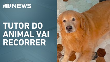 Caso Joca: Justiça de SP arquiva inquérito sobre morte do cachorro