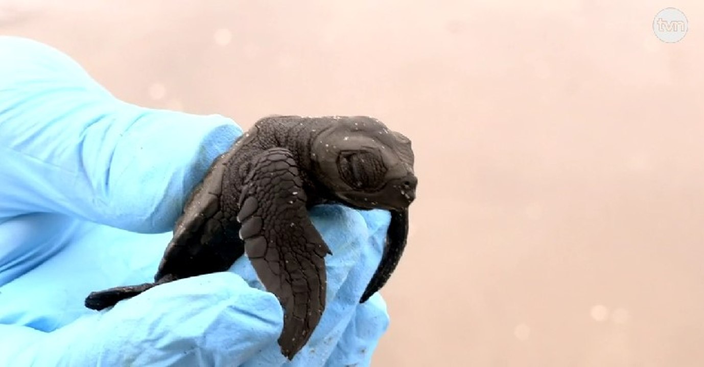 Mundo Verde: Liberación de tortugas marinas