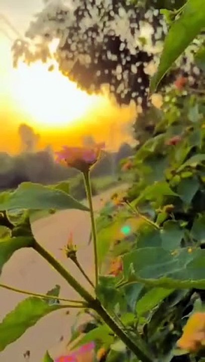 nature_short_videos__nature_wallpaper_4k__nature_images_4k___#shorts_#shortvideo#nature#viralvideo(360p)