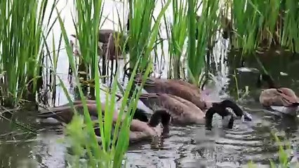 Follow for more vedios