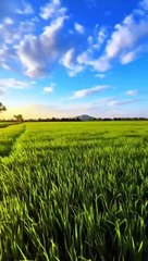 MasahAllah ❤️❤️❤️#shorts #shortsvideos #saleemshafi18 #youtubeshorts