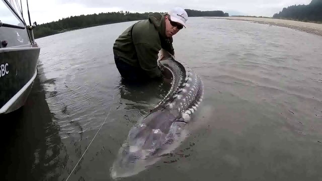 Fishing British Columbia!! Giant sturgeon, camping, and exploring (WT part 12)