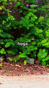 Here are some title ideas about deer: 1. ** The Silent Sentinels: Understanding Deer Behavior in the Wild ** 2. ** Majestic Creatures: The Life Cycle of Deer ** 3. ** Deer in the Wild: Nature's Graceful Grazers ** 4. ** Antlers and Adaptations: How Deer