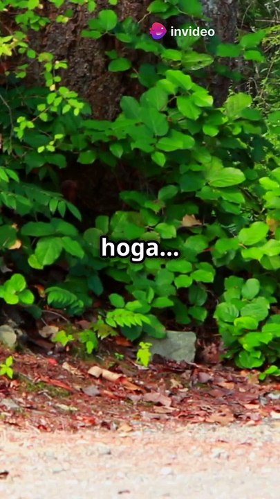 Here are some title ideas about deer:  1. **"The Silent Sentinels: Understanding Deer Behavior in the Wild"** 2. **"Majestic Creatures: The Life Cycle of Deer"** 3. **"Deer in the Wild: Nature's Graceful Grazers"** 4. **"Antlers and Adaptations: How Deer