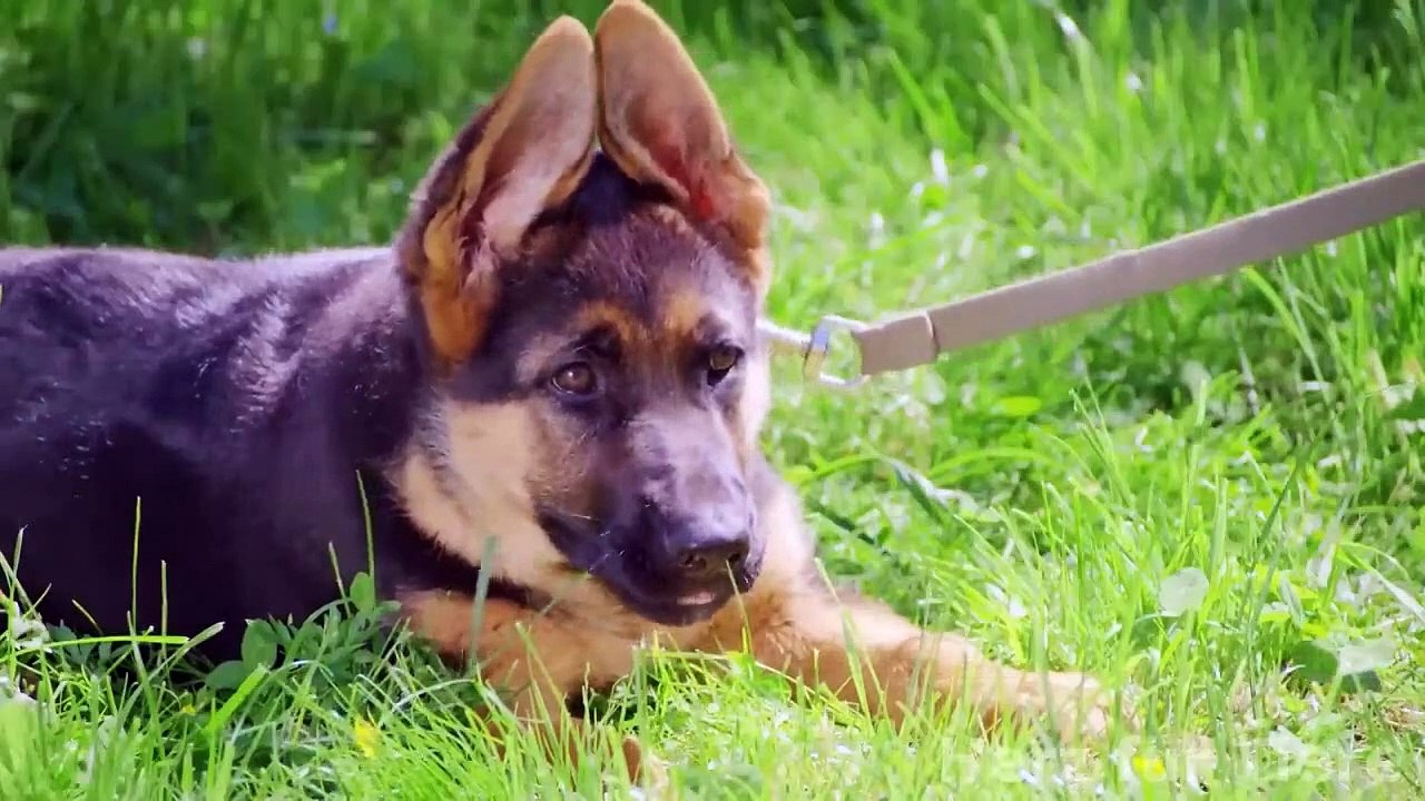 7256 Samstag große Spinne und Hund