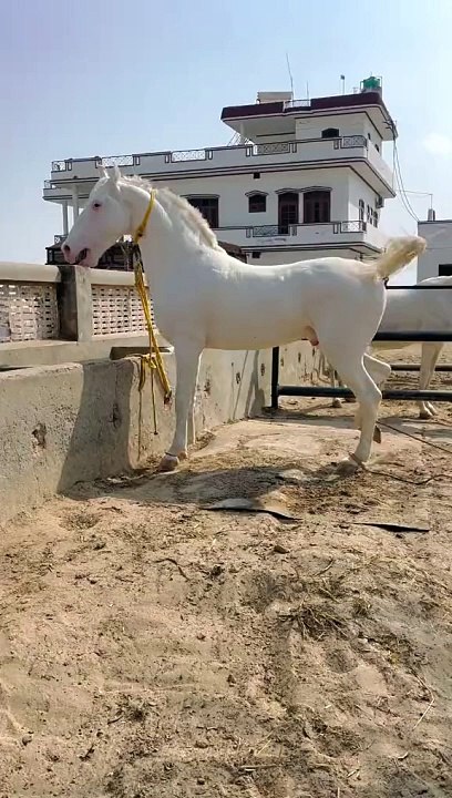 Horse lover's #plz_subscribe_my_channel