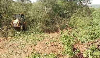 हरे वृक्षों पर चल रही जेसीबी, बंबूल की आड़ में काट रहे धोक