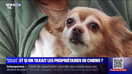 Une taxe pour les propriétaires de chiens comme en Allemagne est-elle envisageable en France?