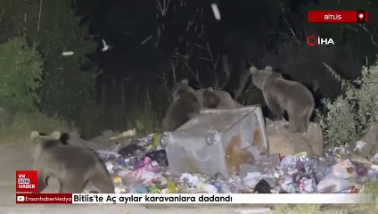 Bitlis'te Aç ayılar karavanlara dadandı