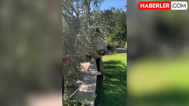 Sahte markalara da gönderme yaptı, Hülya Avşar Ayvalık'ta zeytin hasadında