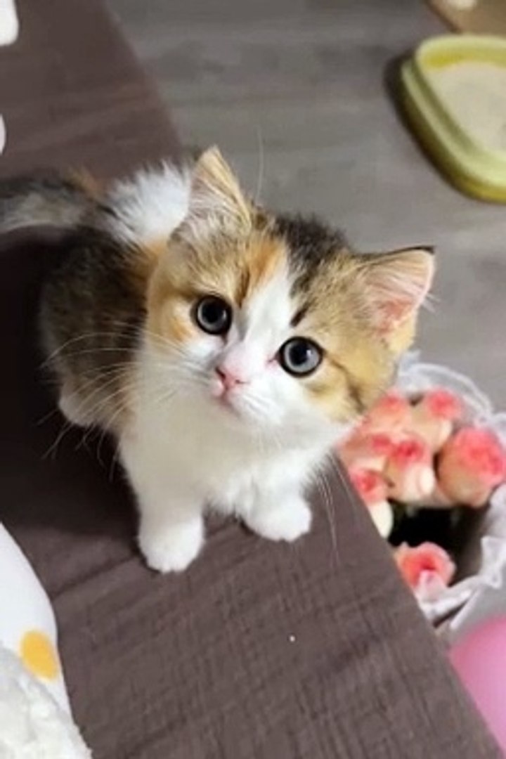 Funniest animals | cute animals | #animals #cuteanimals #funniestanimals #funnyanimals