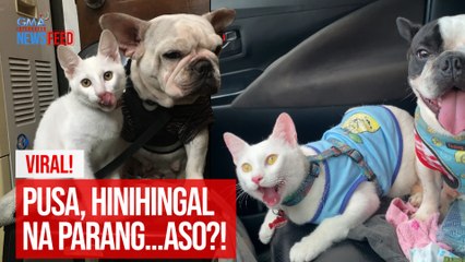 VIRAL!  Pusa, hinihingal na parang...aso?! | GMA Integrated Newsfeed