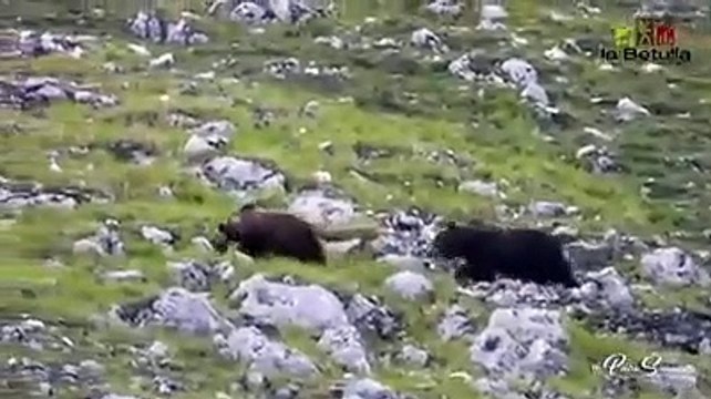 Le straordinarie immagini di 5 orsi nel Parco nazionale d'Abruzzo