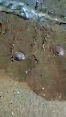 Moria di meduse a Francavilla al Mare, ma ? cos? lungo tutta la costa