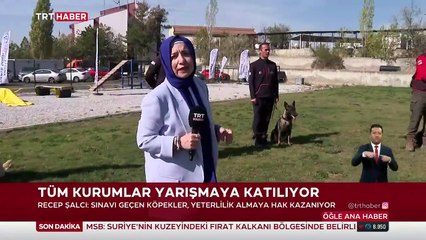 Köpekler can kurtarmak için yarışıyor