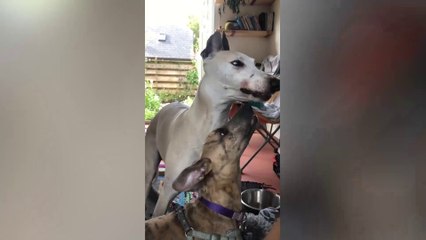 Cute 'wobbly' dog lives his best life after brain injury