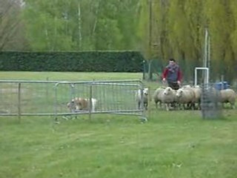 Henfield au CANT  à la nationale d'elevage2008