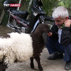 3 aylık sevimli 'Fulya' kuzu sahibini gölge gibi takip ediyor