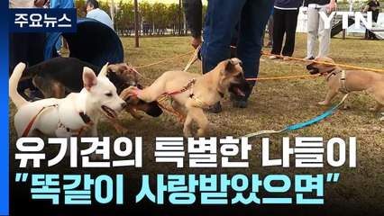 유기견들의 특별한 나들이..."사지 말고 입양하세요." / YTN