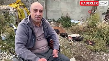 Başıboş Köpekler, Engelli Vatandaşın Kümesteki 10 Tavuğunu Telef Etti