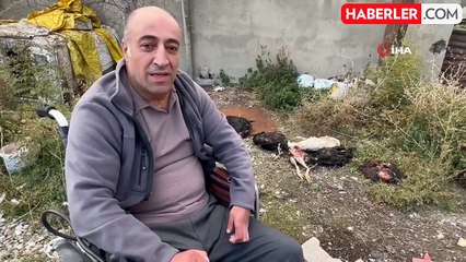 Başıboş Köpekler, Engelli Vatandaşın Kümesteki 10 Tavuğunu Telef Etti