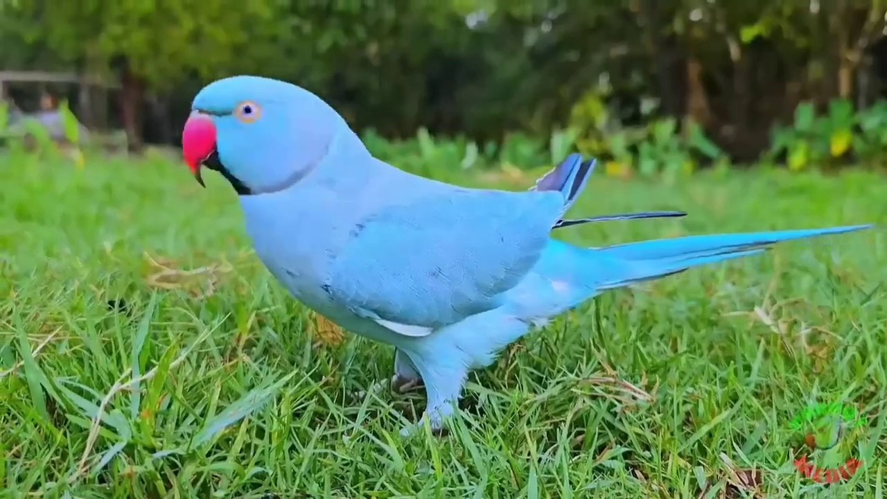 Birds sound Mithu Tote Ki Awaaz