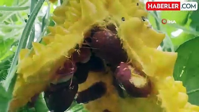 Kudret Narı ile Şeker Hastalığına Çözüm Buldu