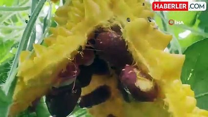 Kudret Narı ile Şeker Hastalığına Çözüm Buldu