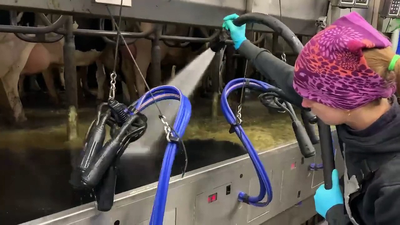 Biggest Udder In The World ｜ Incredible Spreading Of Straw ｜ Modern