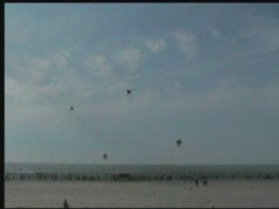 Berck sur mer cerf -volant 2008(2)