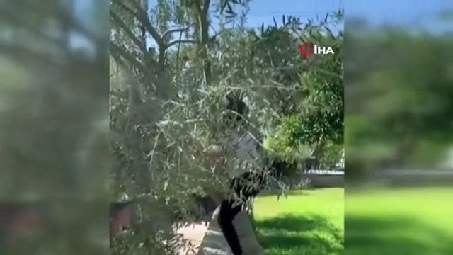 Hülya Avşar ''sahtelerinden bıktık'' deyip soluğu ağacın tepesinde aldı