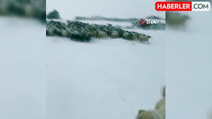Artvin'de Kar Yağışı Sürü Sahiplerini Zor Durumda Bıraktı