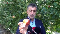 Karaman’da sarı kırmızı elma görenleri şaşırtıyor