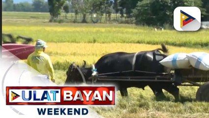 Direktang kita para sa mga magsasaka at mangingisda para makapagpatuloy ng produksiyon ng pagkain, isinusulong sa Senado