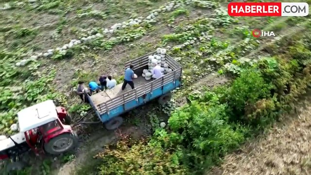 Sakarya'nın Coğrafi İşaretli Kabağının Hasadı Başladı