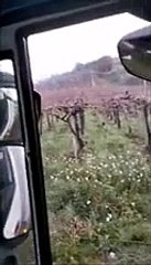 Un lupo nel vigneto, si fa riprendere nel video e va via