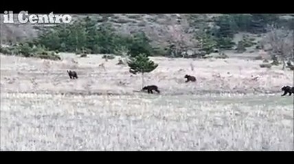 La corsa allegra dell'orsa Amarena con i suoi 4 (ex) cuccioli