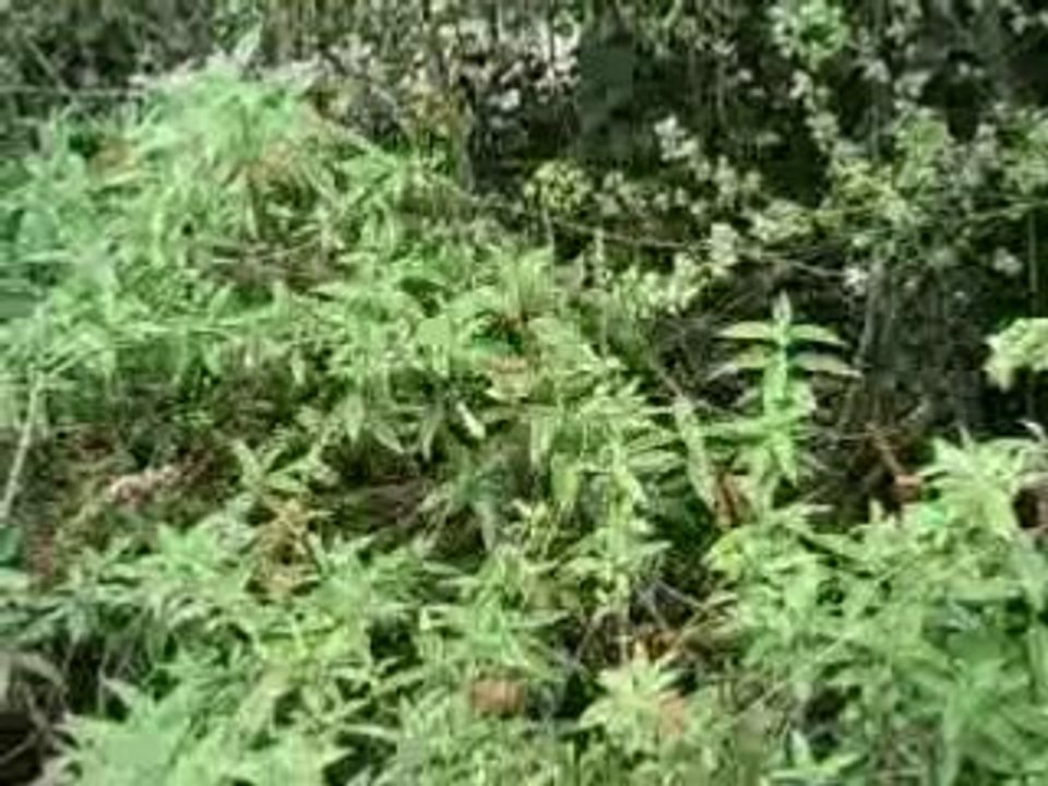 Baiizy baiiz glisse malencontresement . . .