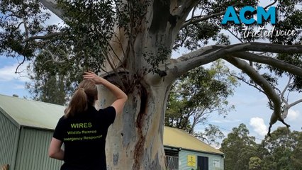 When should you rescue a native baby bird?